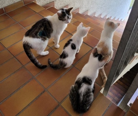 Eine Katzenfamilie
