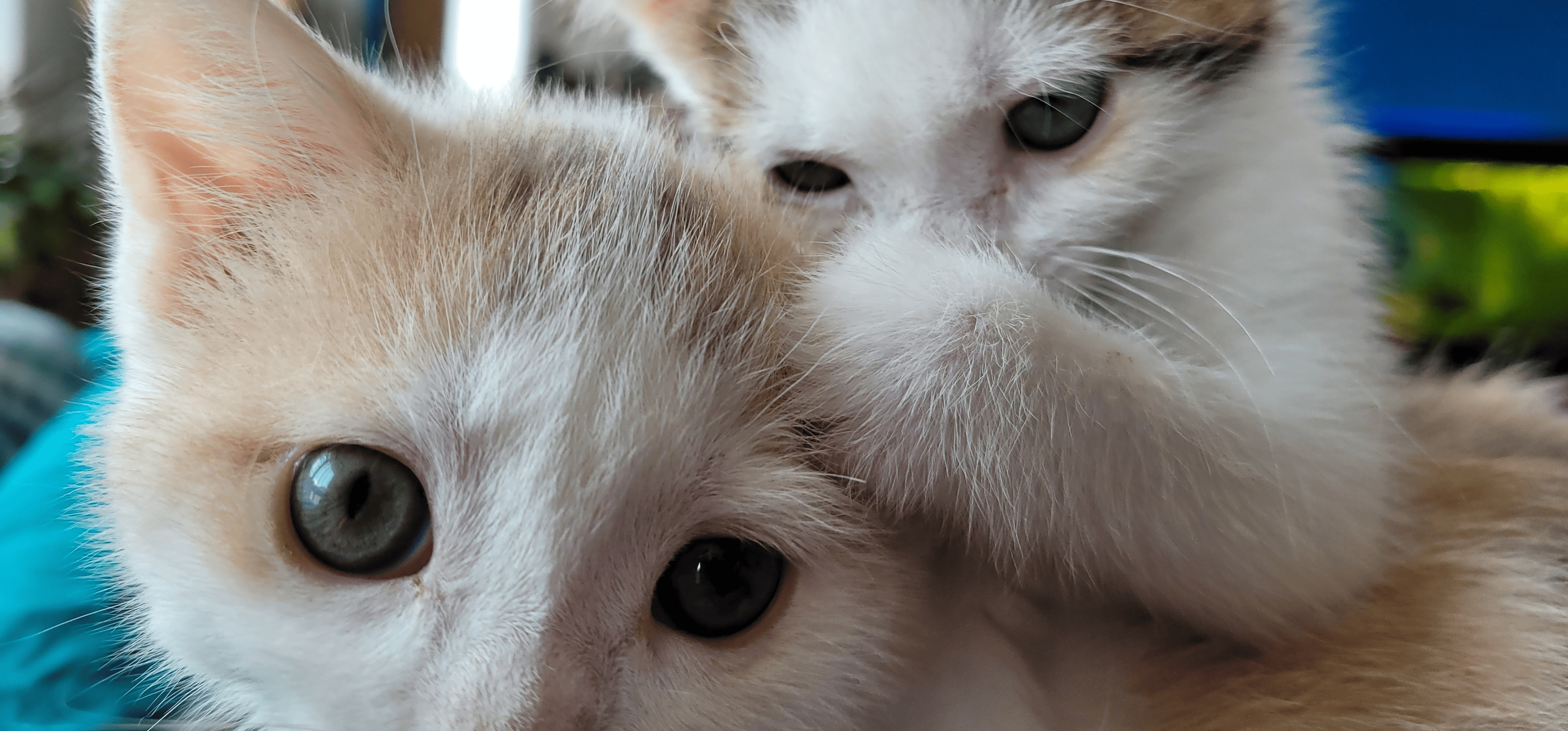 Medikament gegen FIP - jetzt kontakt aufnehmen!