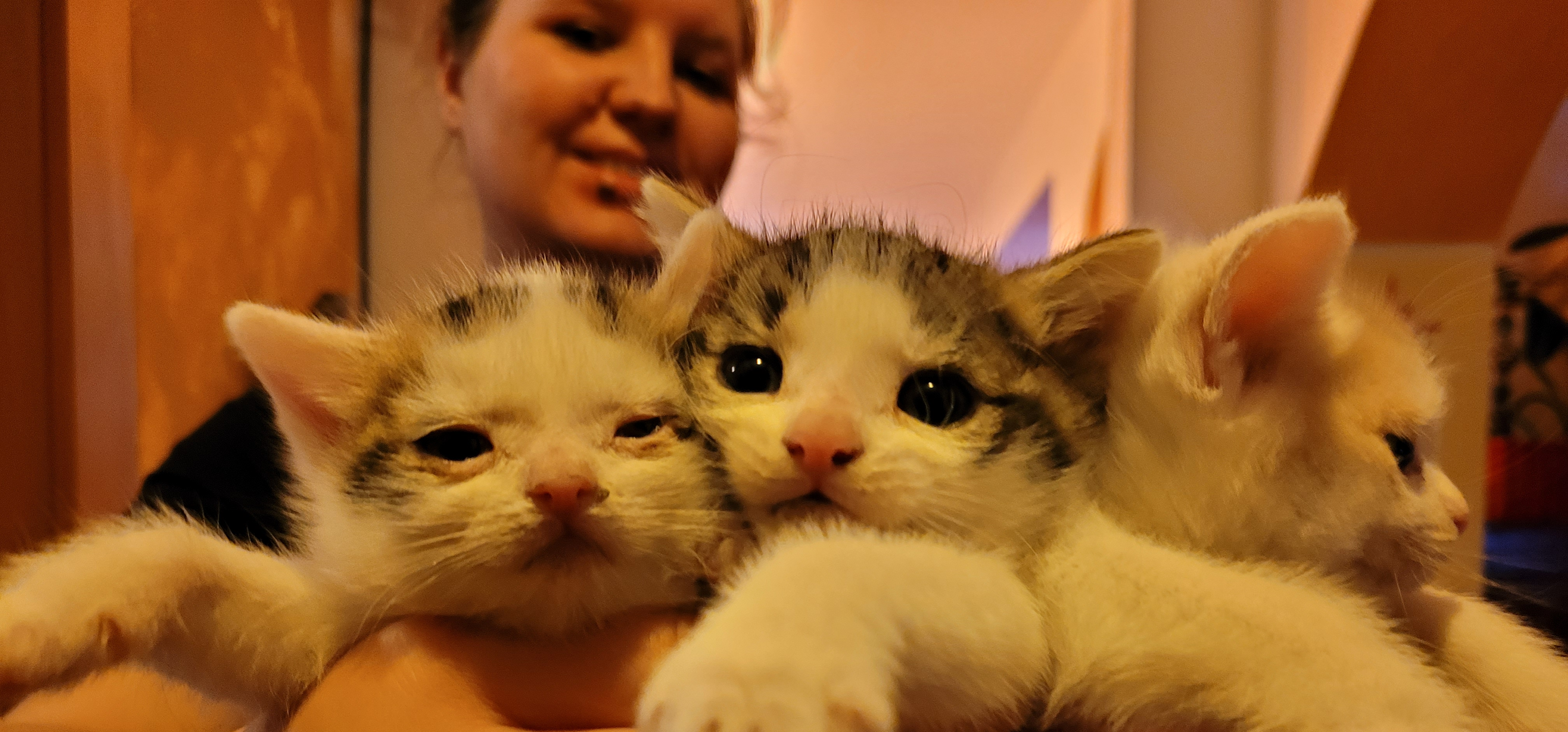 Katzenbabies die FIP überleben